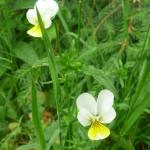 Violka sudetská - Viola lutea subsp. sudetica