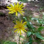 Jestřábník zední - Hieracium pilosella