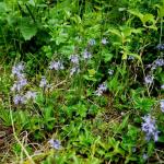 rozrazil lékařský - Veronica officinalis