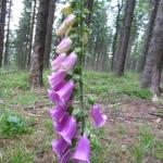 digitalis purpurea