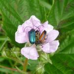 tesaříci  panenský (Carilia virginea) a černohrotý (Stenurella melanura) 