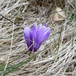 crocus vernus albiflorus