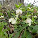 Čemeřice černá (Helleborus niger)