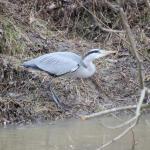 Volavka popelavá -  Ardea cinerea