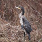 Kormorán velký - Phalacrocorax carbo