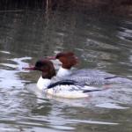 kachny morčáka velkého (Mergus merganser)