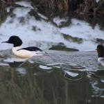 párek morčáků velkých (mergus merganser)