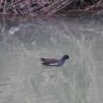 slípka zelenonohá (Gallinula chloropus) , čeleď chřástalovitých