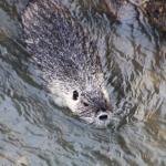 nutrie říční (Myocastor coypus)