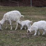 vycházka 16.3.2019  Střílky - Břestek