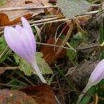 Ocůn jesenní - Colchicum autumnale