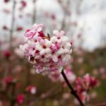 Viburnum farreri - kalina vonná