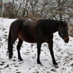 Vycházka přes Bělov na Žlutavu - neděle 23.1.2022