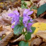 Hluchavka skvrnitá - Lamium maculatum L. ve spadaném listí