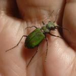 Svižník polní - cicindela campestris