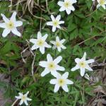 Sasanka hajní - Anemone nemorosa