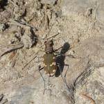 Svižník lesomil - cicindela sylviocola,  kamufláž téměř vojenská