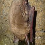 Netopýr brvitý - Myotis emarginatus