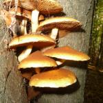 Šupinovka pařezová (Gymnopilus penetrans)