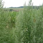 lebeda rozkladitá - Atriplex patula