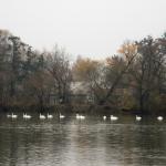 Labutě velké  (Cygnus olor) na Doubravickém rybníku