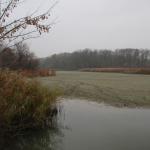 částečně vypuštěná s.z.laguna Svárovského rybníka