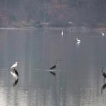 volavky popelavé (ardea cinerea) a volavky bílé (ardea alba)