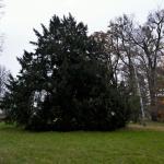 Tis červený - Taxus bacata (památný strom)