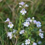 světlík lékařský - Euphrasia rostkoviana subsp. montana