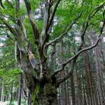 památný strom buk lesní - Fagus sylvatica v sedle Pod Kotlovou