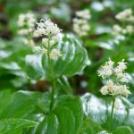 Pstroček dvoulistý  Maianthemum bifolium