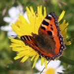 Babočka kopřivová - Aglais urticae 