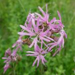 kohoutek luční - Lychnis flos-cuculi