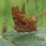 Polygonia c-album (bílé C na rubu křídel)