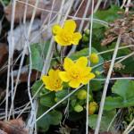 Blatouch bahenní - Caltha palustris