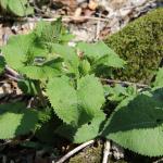 krtičník jarní (Scrophularia vernalis) na vrcholu Obřan