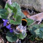 Čmelák skalní (Bombus lapidarius) na popenci břečťanolistém (Glechoma hederacea)