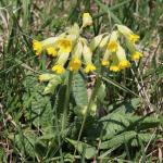 prvosenka jarní (Primula veris)