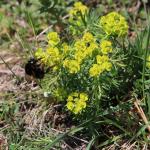 pryšec chvojka (Euphorbia cyparissias) a pačmelák cizopasný (Bombus rupestris)