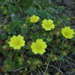 mochna jarní (Potentilla verna)