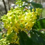 mahonie cesmínolistá (Mahonia aquifolium)