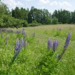 Z Mariánských Lázní do Stříbra  - pánská jízda 9.6. – 12.6.2023