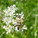 tesařík skvrnitý  Leptura maculata