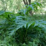 Bolševník velkolepý (Heracleum mantegazzianum)