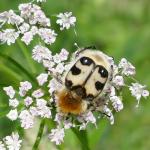 zdobenec skvrnitý – trichius fasciatus