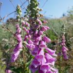 náprstník - Digitalis purpurea