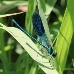 motýlice lesklá (Calopteryx splendens)