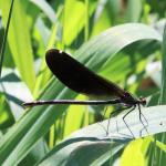 motýlice obecná (Calopteryx virgo)