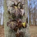 břečťan popínavý  (Hedera helix)