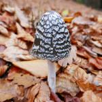 Hnojník strakatý - Coprinopsis picacea